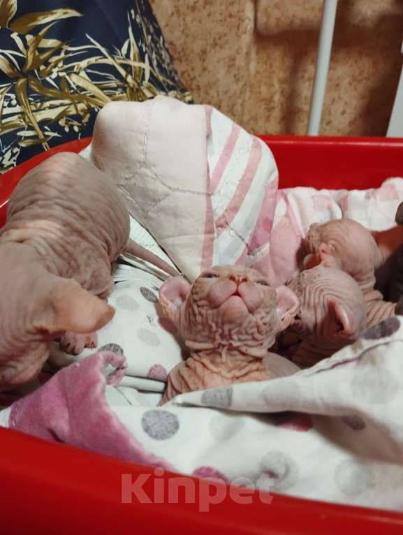 Кошки в Тутаеве: Малыш двэльф Девочка, 20 000 руб. - фото 2