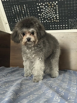 Той пудель тикап