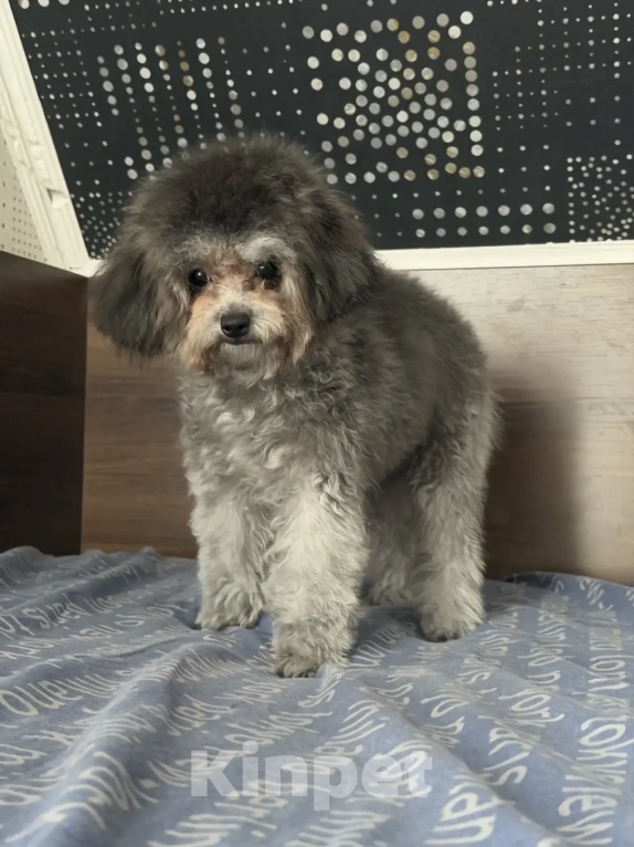 Собаки в Ейске: Той пудель тикап Мальчик, 150 000 руб. - фото 1