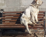 Собаки в Люберцах: Алабай, 2 года. ТОЛЬКО в заботливые руки Мальчик, Бесплатно - фото 1