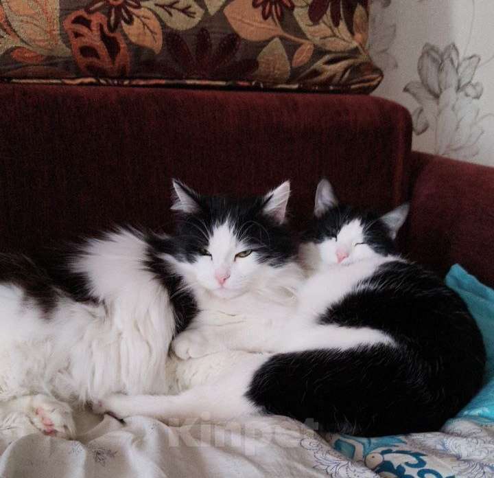 Кошки в Липецке: Отдам в добрые руки Девочка, Бесплатно - фото 2