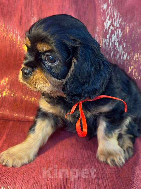 Собаки в Иваново: Милый друг Мальчик, Бесплатно - фото 2