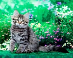 Кошки в Саратове: Котенок Дастин Мальчик, 60 000 руб. - фото 6