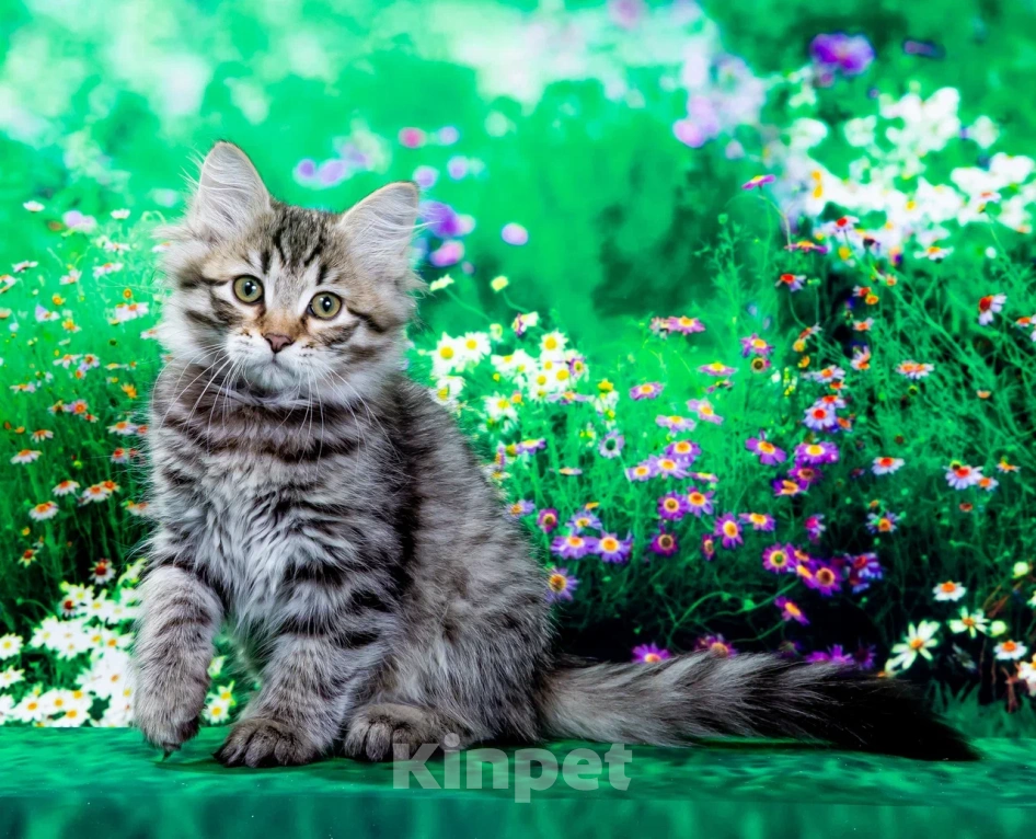 Кошки в Саратове: Котенок Дастин Мальчик, 60 000 руб. - фото 6