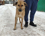 Собаки в Самаре: В добрые руки отдается собака Мальчик, Бесплатно - фото 4