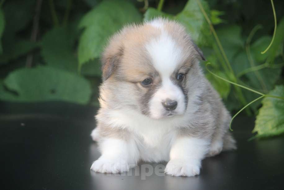 Собаки в других городах Московской области: Щенки вельш корги пемброк. Д.Р. 25.05.2025 Гуль-Дара Жоффрей Мальчик, Бесплатно - фото 2