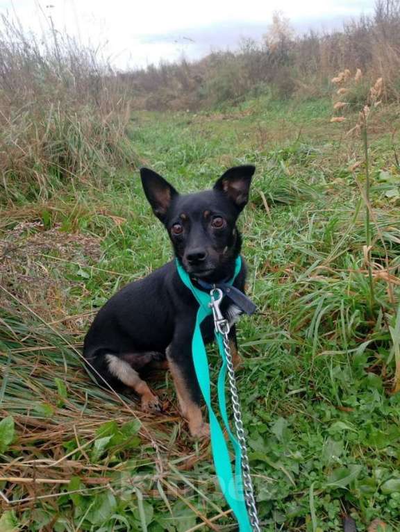 Собаки в Санкт-Петербурге: Маленький трогательный пёсик Мальчик, Бесплатно - фото 2