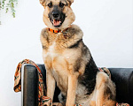 Собаки в Москве: Заметьте Тиночку! Девочка, 1 руб. - фото 6