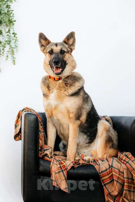 Собаки в Москве: Заметьте Тиночку! Девочка, 1 руб. - фото 6