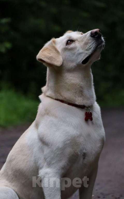 Собаки в Москве: Жанна белый лабрадор срочно ищет дом Девочка, Бесплатно - фото 2