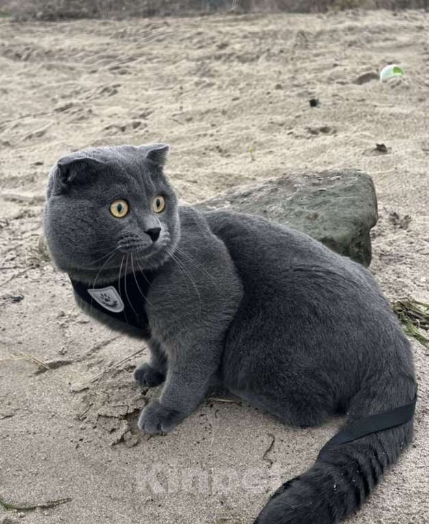 Кошки в Волгограде: Вязка, Ищем невесту🥹 Мальчик, Бесплатно - фото 1