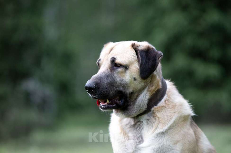 Собаки в Москве: Петя Мальчик, Бесплатно - фото 4