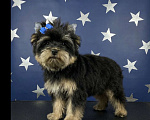 Собаки в Москве: Крупный йорк мальчик стандарт нежный Мальчик, 35 000 руб. - фото 9