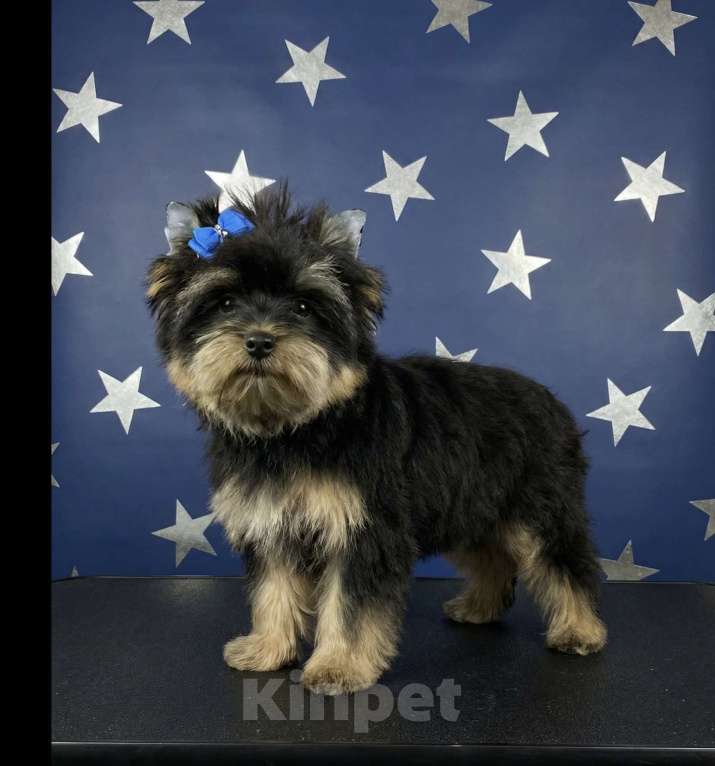 Собаки в Москве: Крупный йорк мальчик стандарт нежный Мальчик, 35 000 руб. - фото 9