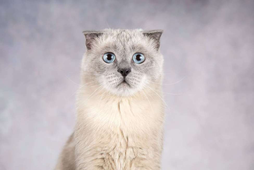 Кошки в Москве: Шотландский вислоухий голубоглазый блю пойнт Мустафа в дар Мальчик, 1 руб. - фото 5