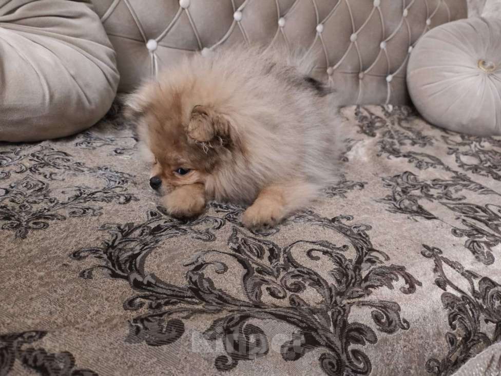 Собаки в Великом Новгороде: продажа Девочка, Бесплатно - фото 3