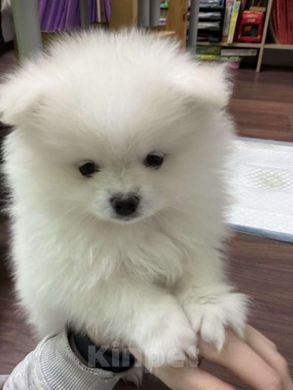 Собаки в Красногорске: Померанец-немец. шпиц Мальчик, 45 000 руб. - фото 2