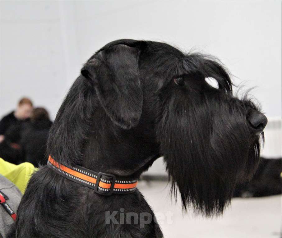 Собаки в Бердске: Щенки ризеншнауцера -Девочки Девочка, Бесплатно - фото 5