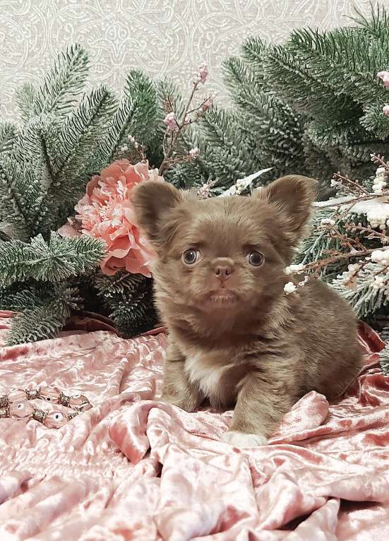 Собаки в Новосибирске: Девочка Чихуахуа  Девочка, Бесплатно - фото 1