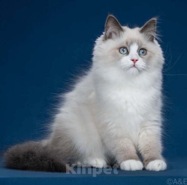 Кошки в Москве: Сибирские(Невские маскарадные) котята Девочка, 50 000 руб. - фото 2