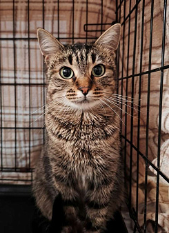 Кошка Пикси ищет дом 