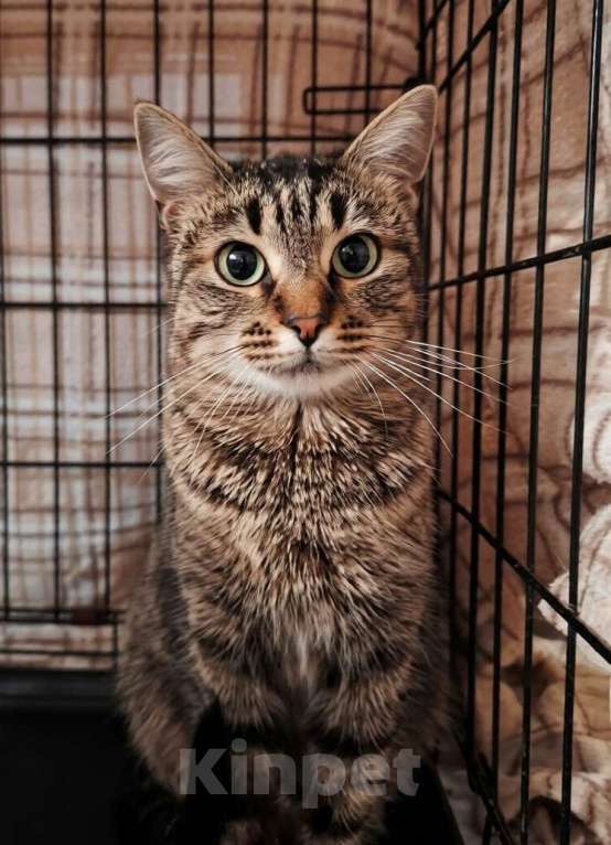 Кошки в Москве: Кошка Пикси ищет дом  Девочка, Бесплатно - фото 1