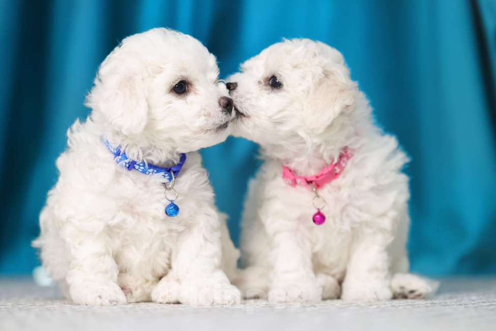 Собаки в Волгограде: Алиссия Бриллиантовая девочка  Девочка, 160 000 руб. - фото 4