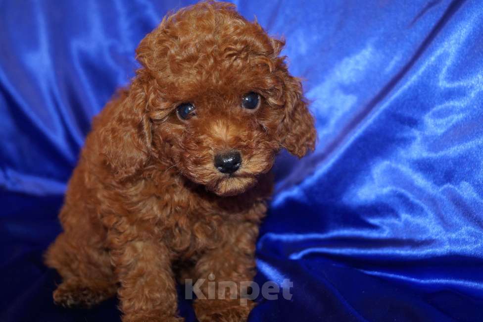 Собаки в Москве: Мальчик карликового пуделя- РКФ Мальчик, 65 000 руб. - фото 6