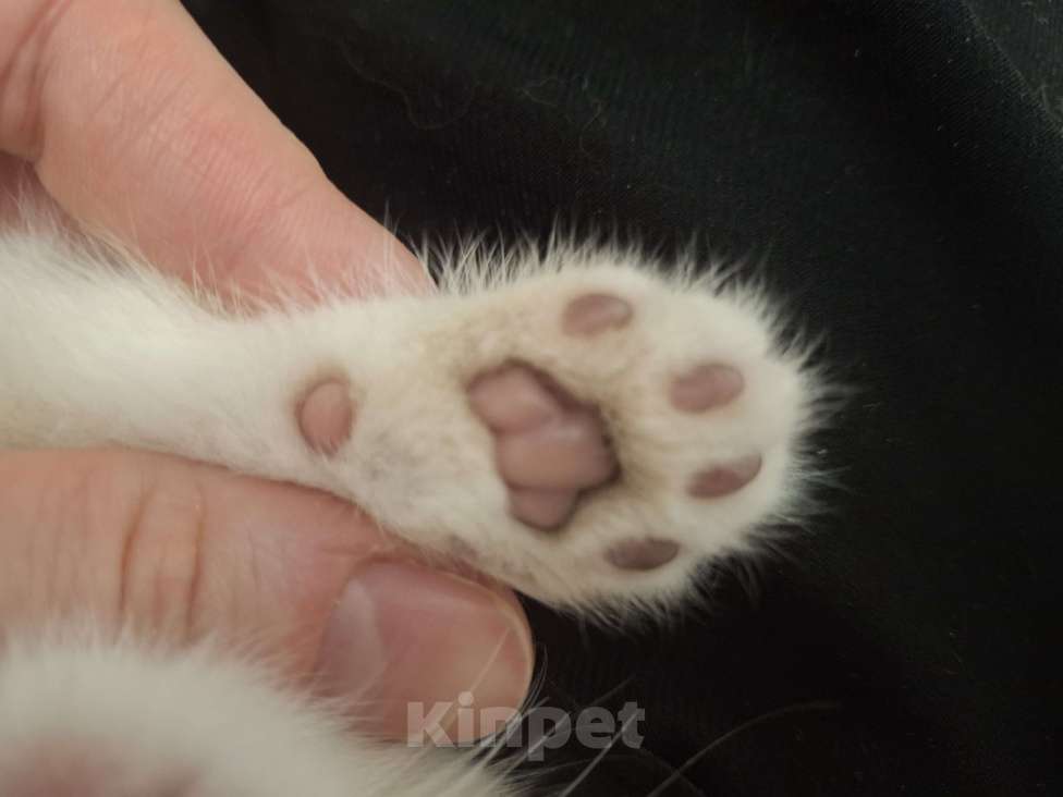 Кошки в Москве: Шотландский прямоухий мальчик голубая золотая шиншилла Мальчик, 30 000 руб. - фото 5