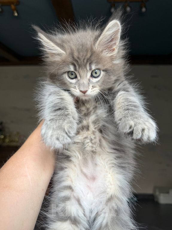 Кошки в Барнауле: Котенок  мейн-куна из питомника MakAlina Мальчик, Бесплатно - фото 1