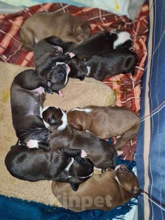 Собаки в Саке: Продажам Мальчик, 15 000 руб. - фото 3