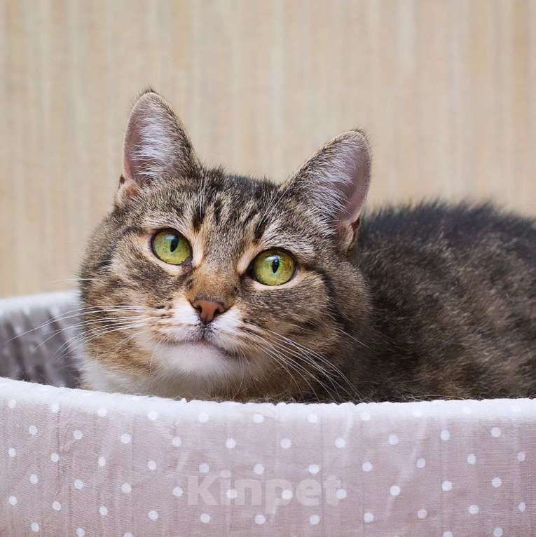 Кошки в Москве: Ласковая кошечка Симона Девочка, Бесплатно - фото 2