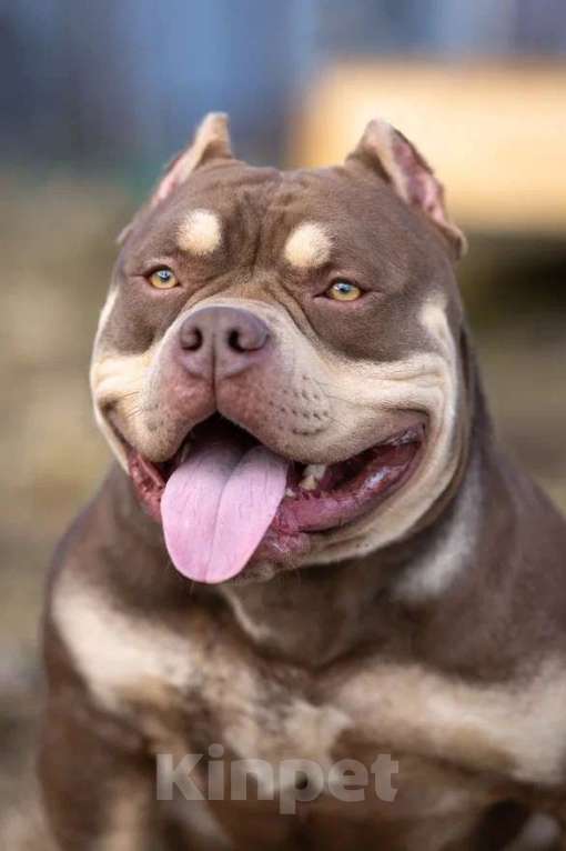 Собаки в Всеволожске: Кобель Американский булли шоколадный триколор Мальчик, 50 000 руб. - фото 3