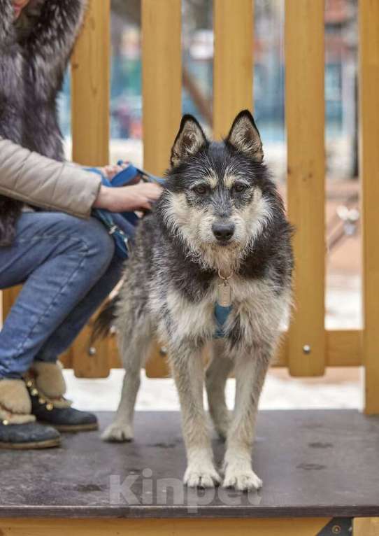 Собаки в Москве: Удивительный почтищенок Финик в добрые руки Мальчик, 1 руб. - фото 4