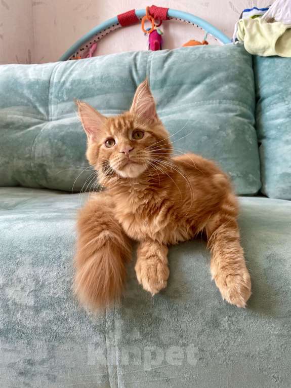 Кошки в Иркутске: Котята мейн-кун. Красного окраса Мальчик, 30 000 руб. - фото 7