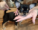 Собаки в Москве: Щенок чихуахуа девочка к/ш Девочка, 80 000 руб. - фото 1
