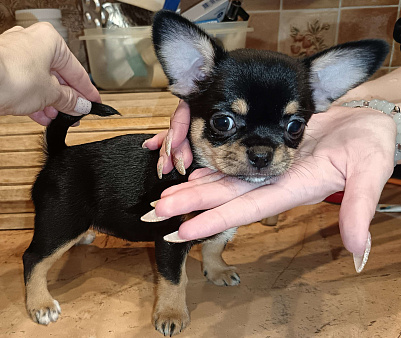 Щенок чихуахуа девочка к/ш