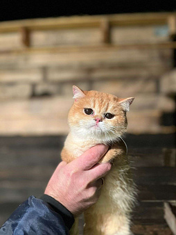 Объявление: Британская Короткошерстная, Бесплатно, Самара