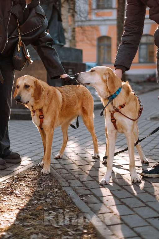 Собаки в Санкт-Петербурге: Красавица Рикки из приюта ищет дом Девочка, Бесплатно - фото 3
