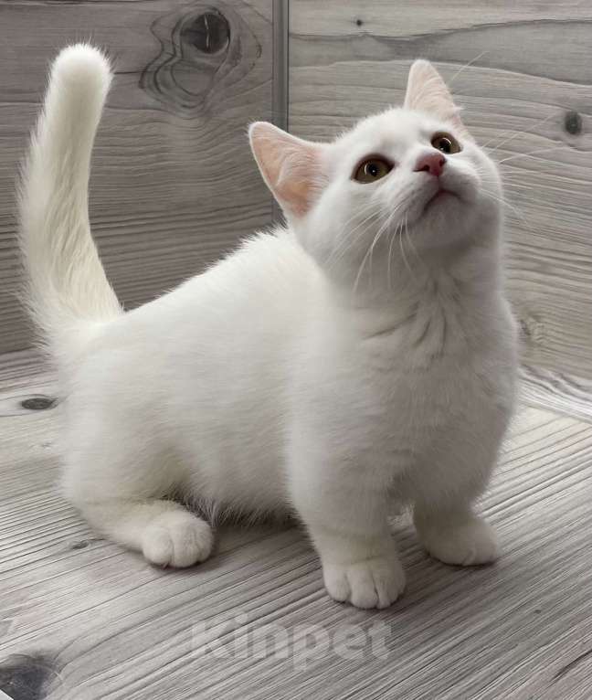 Кошки в Кировске (Мурманская область): Little Prins Мальчик, Бесплатно - фото 2