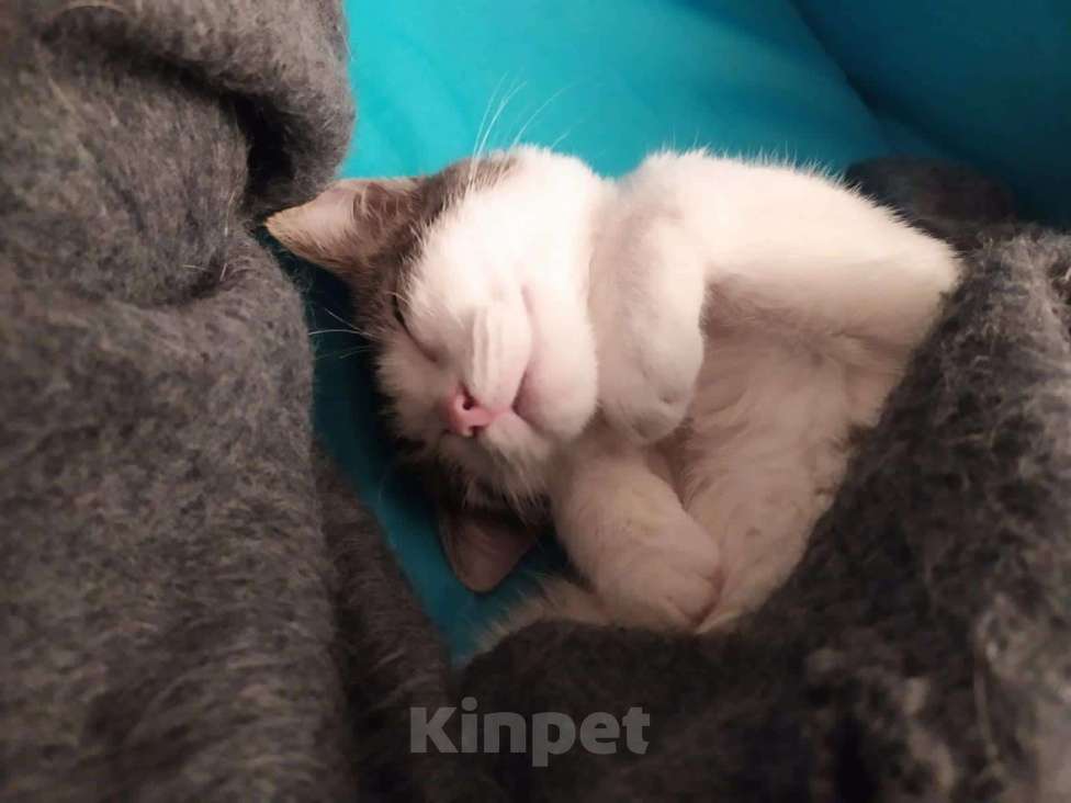 Кошки в Москве: Необыкновенно ласковый, добрый котенок, не боится собак, ладит с сородичами Мальчик, Бесплатно - фото 2