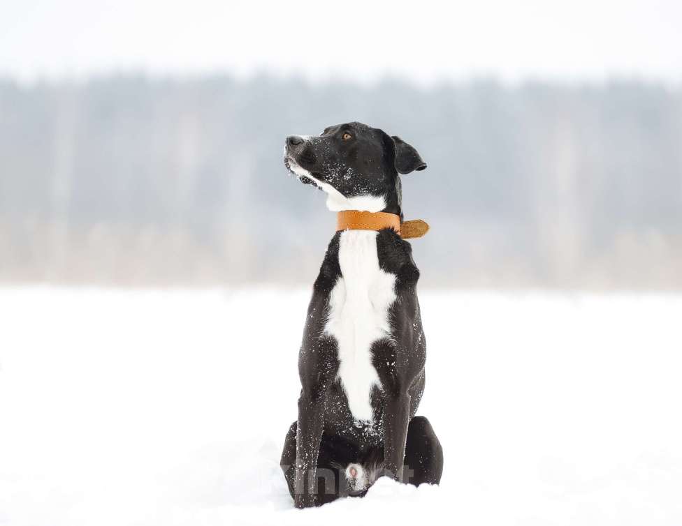 Собаки в Ореховом-Зуево: Агат в надёжные руки Мальчик, Бесплатно - фото 4