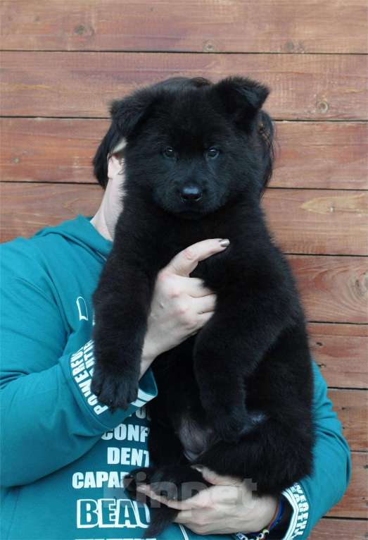 Собаки в Воронеже: Девочка немецкой овчарки длинношерстной Девочка, 65 000 руб. - фото 3