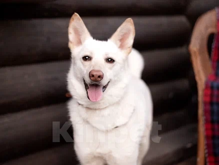 Собаки в Лосином-Петровском: Бэлла якутенок Девочка, Бесплатно - фото 2