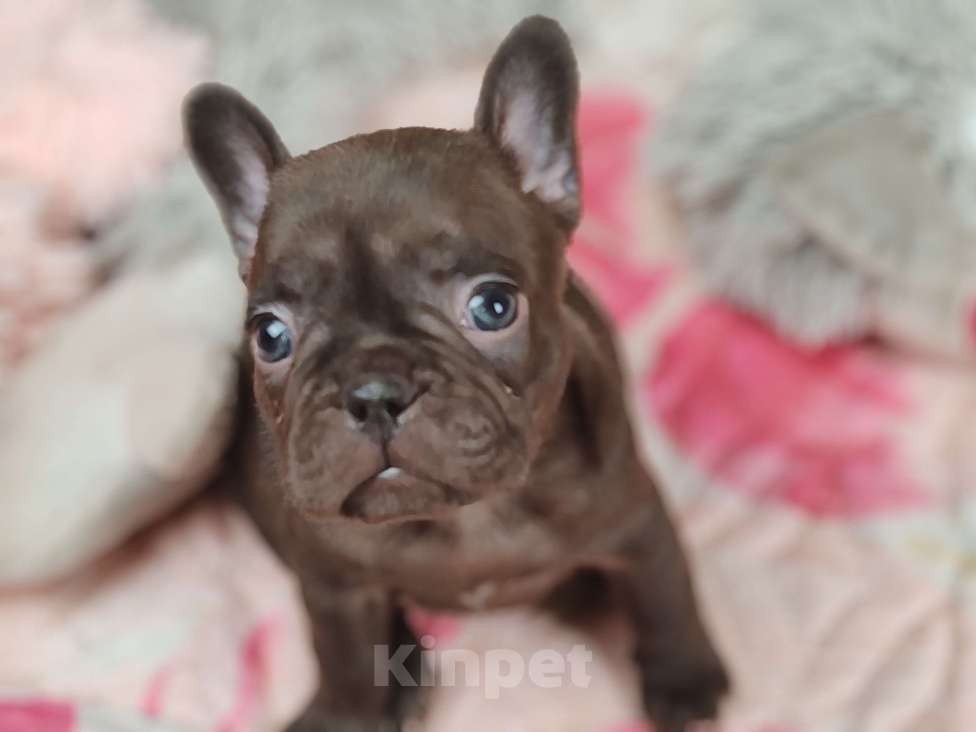 Собаки в Санкт-Петербурге: Шикарная шоколадная девочка  Девочка, 80 000 руб. - фото 5