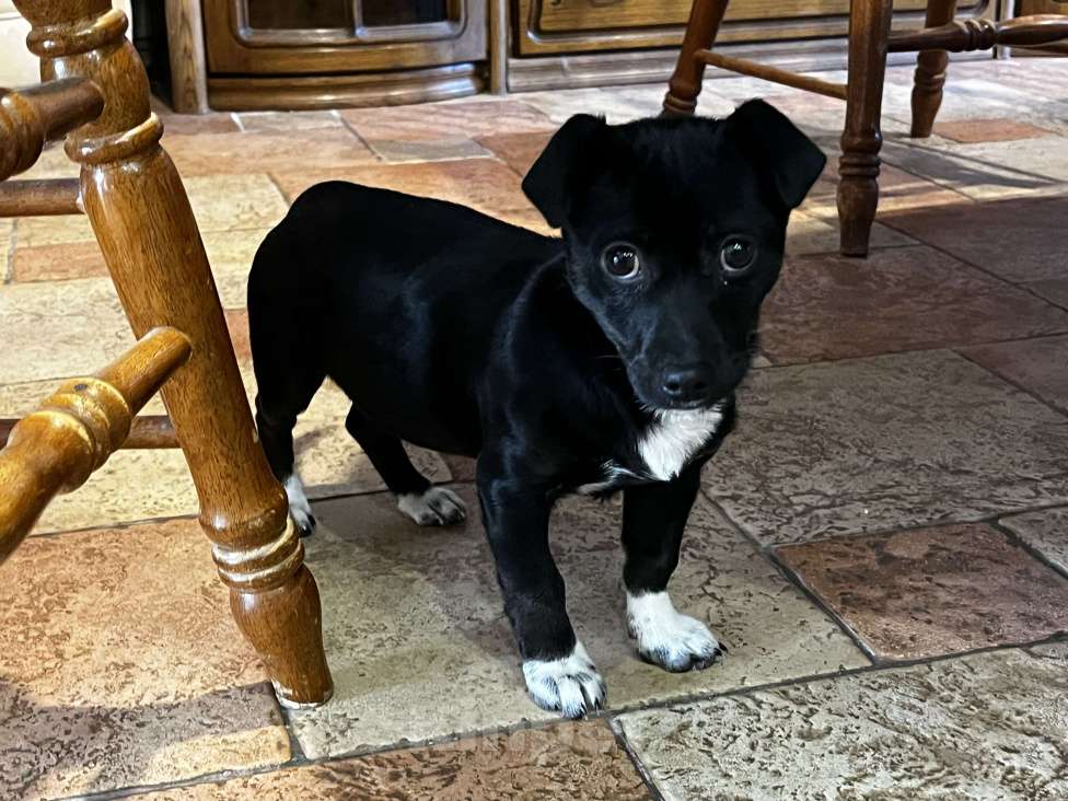 Собаки в Смоленске: Нашли щенка, хотим отдать в добрые руки  Девочка, Бесплатно - фото 3