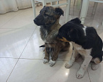 Собаки в Симферополе: Щенок ищет добрые ручки Мальчик, 1 руб. - фото 8