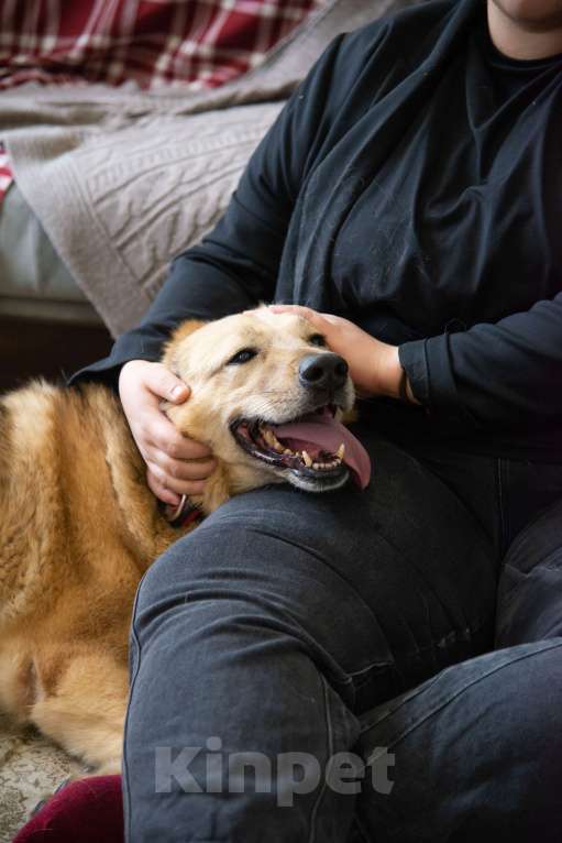 Собаки в Москве: Фиона, она же Булочка, ждет свою семью Девочка, Бесплатно - фото 3