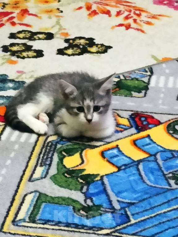 Кошки в Москве: Котенок девочка Девочка, Бесплатно - фото 2
