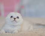 Кошки в Бахчисарае: Шотландский вислоухий котенок Девочка, 55 000 руб. - фото 1